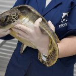 Tartaruga_CardEncerramento